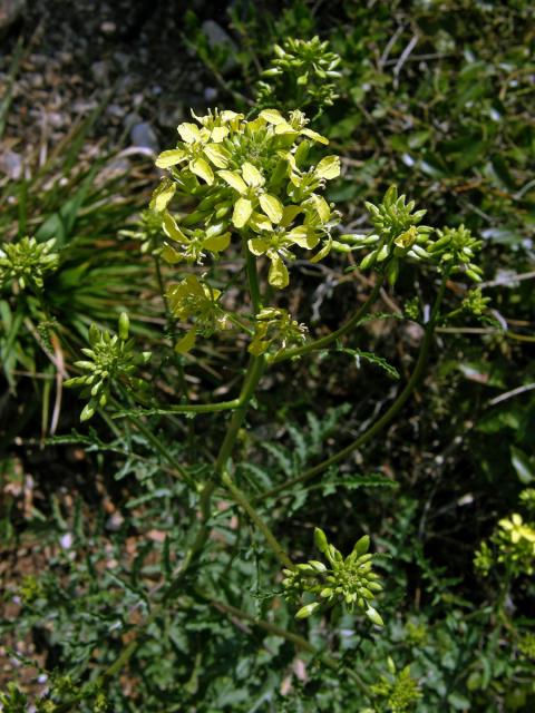 Ředkevník galský (Erucastrum gallicum (Willd.) O. E. Schulz)