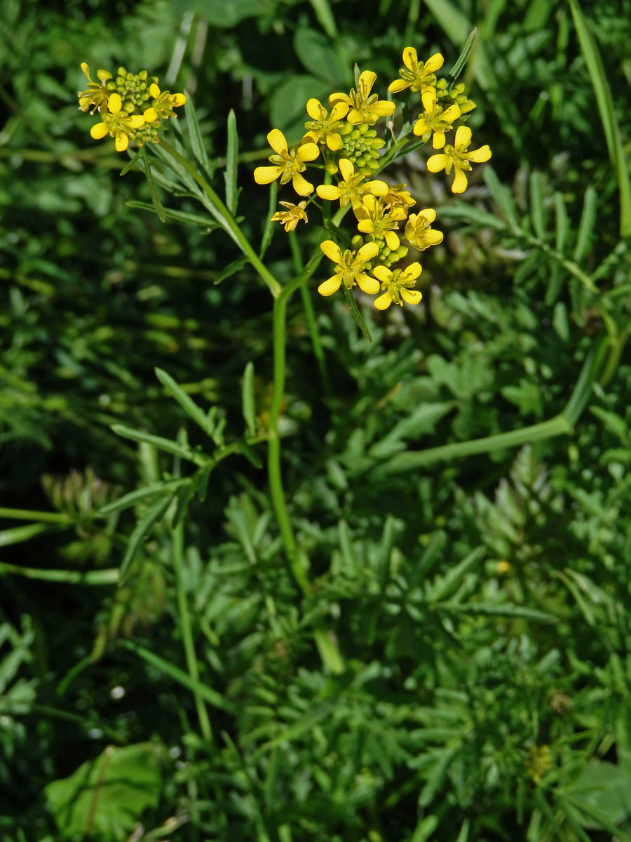 Rukev obecná (Rorippa sylvestris (L.) Besser)