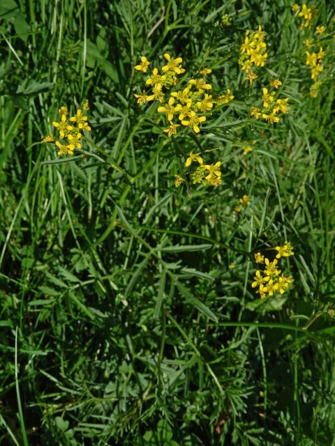 Rukev obecná (Rorippa sylvestris (L.) Besser)