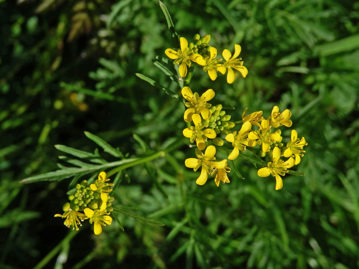 Rukev obecná (Rorippa sylvestris (L.) Besser)