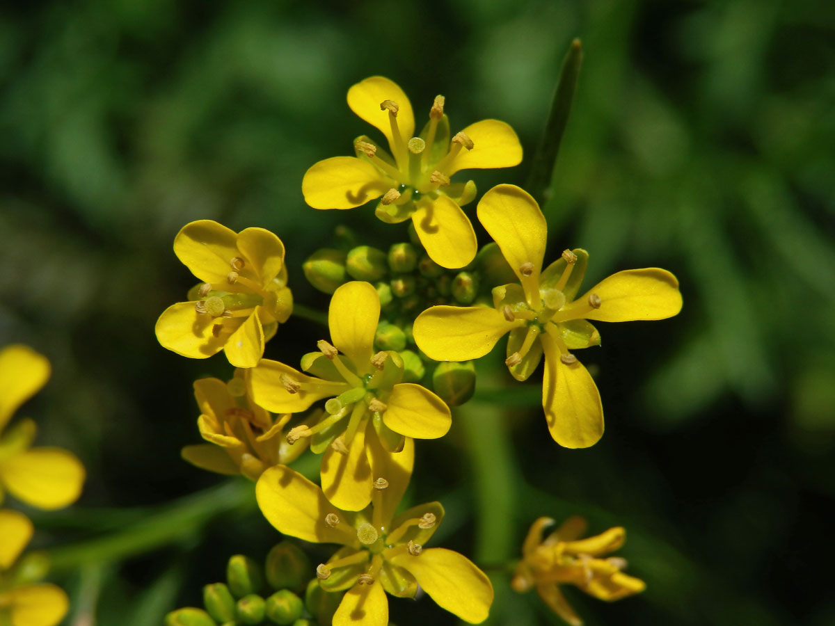 Rukev obecná (Rorippa sylvestris (L.) Besser)