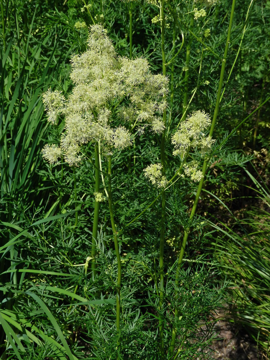 Žluťucha jednoduchá (Thalictrum simplex L.)