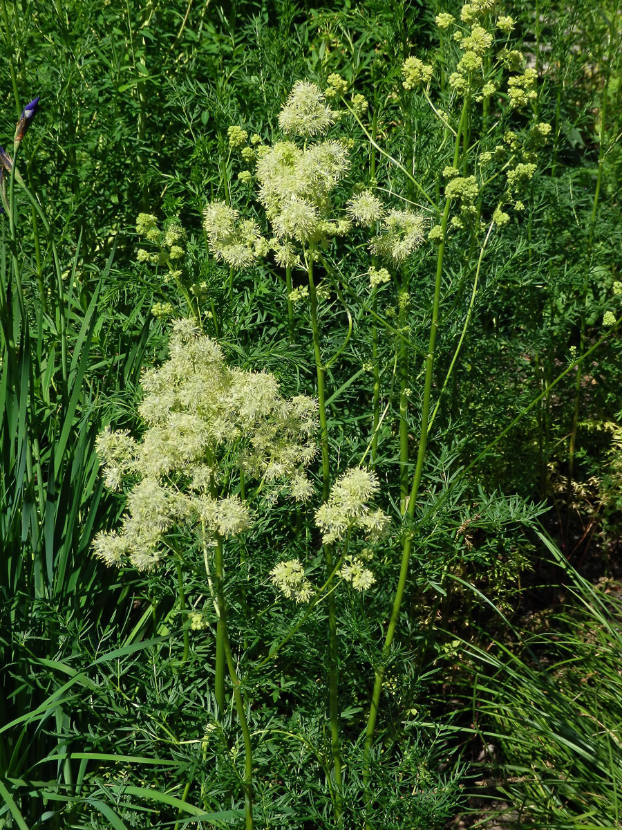 Žluťucha jednoduchá (Thalictrum simplex L.)