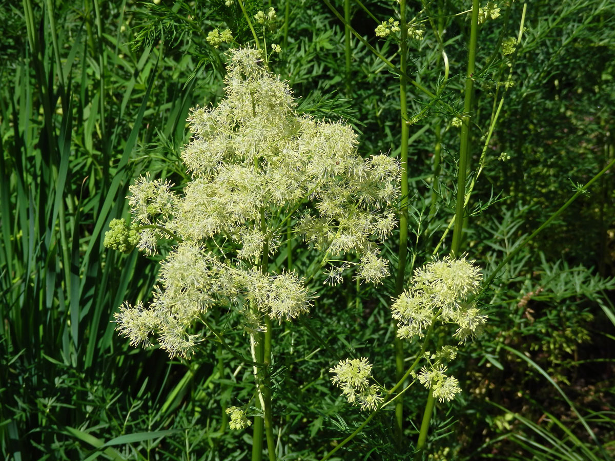 Žluťucha jednoduchá (Thalictrum simplex L.)