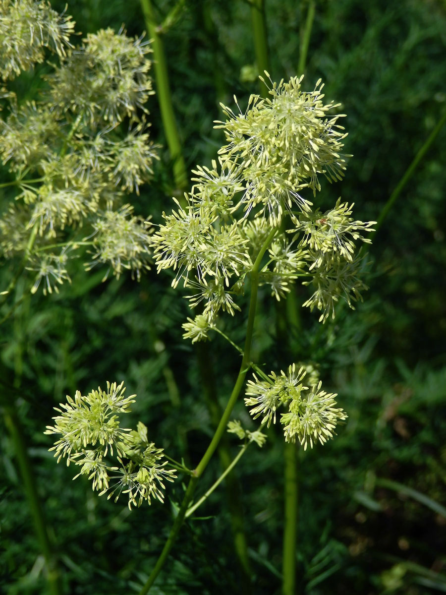 Žluťucha jednoduchá (Thalictrum simplex L.)