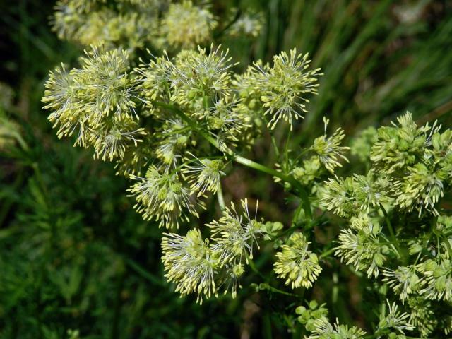 Žluťucha jednoduchá (Thalictrum simplex L.)