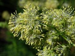 Žluťucha jednoduchá (Thalictrum simplex L.)