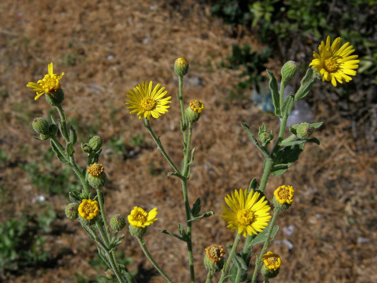 Heterotheca grandiflora Nutt.