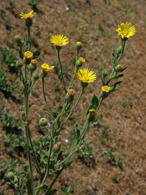 Heterotheca grandiflora Nutt.