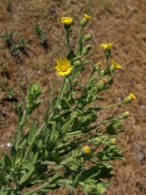 Heterotheca grandiflora Nutt.