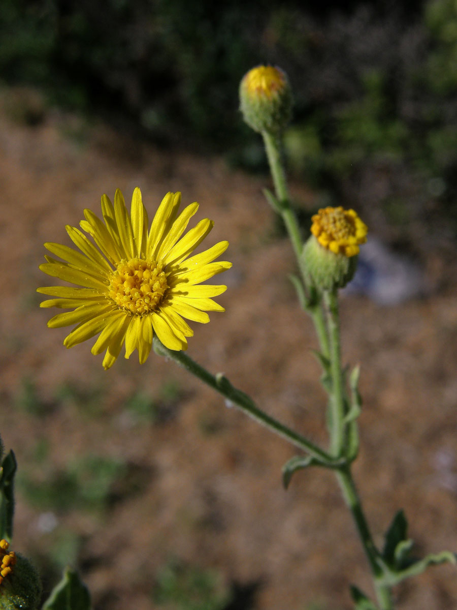 Heterotheca grandiflora Nutt.