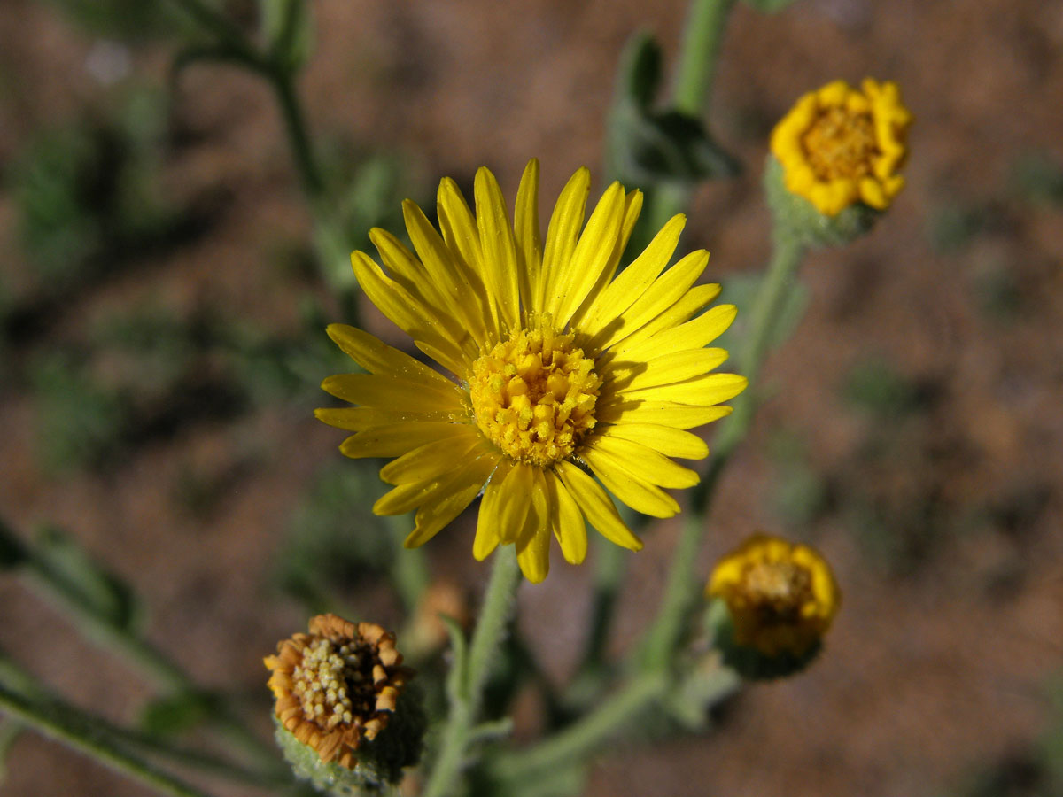 Heterotheca grandiflora Nutt.