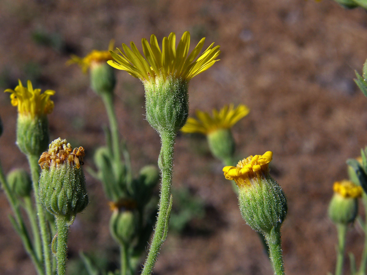 Heterotheca grandiflora Nutt.