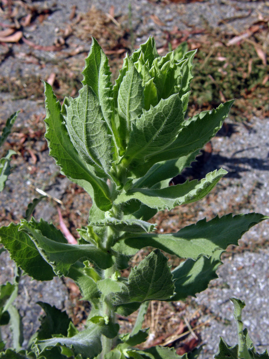 Heterotheca grandiflora Nutt.