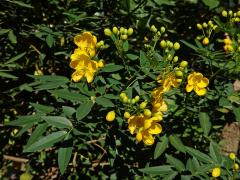 Senna spectabilis (DC.) Irwin & Barneby