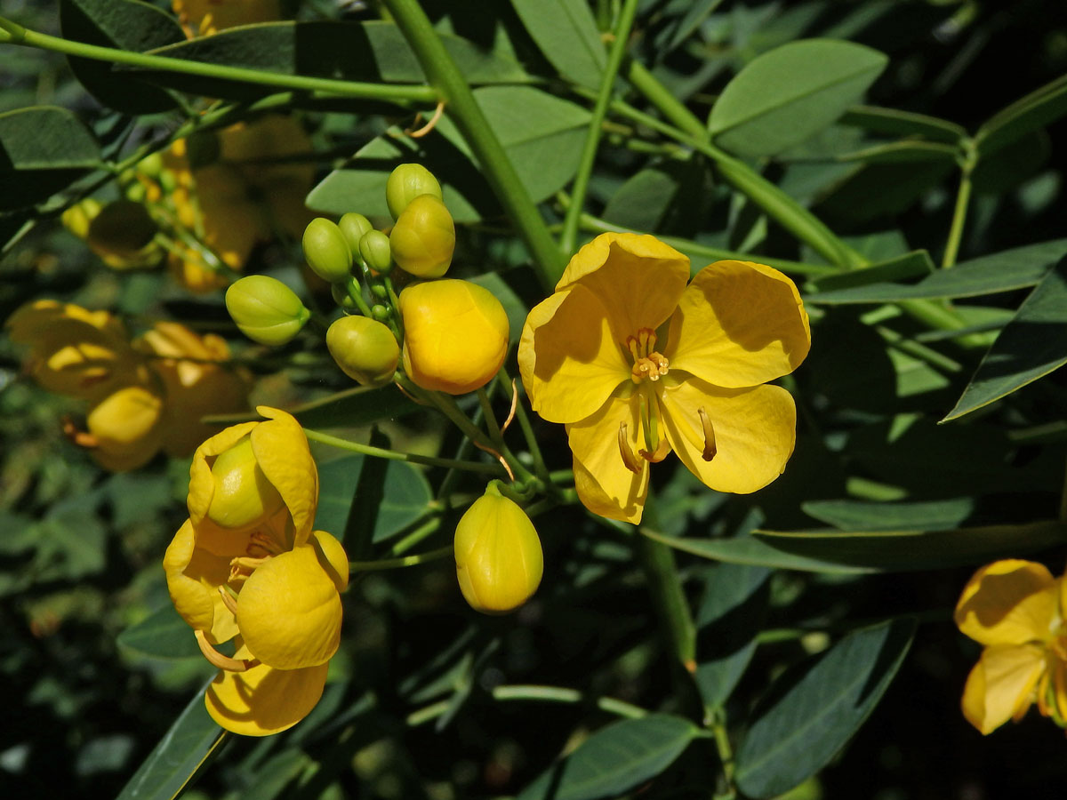 Senna spectabilis (DC.) Irwin & Barneby