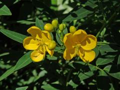 Senna spectabilis (DC.) Irwin & Barneby