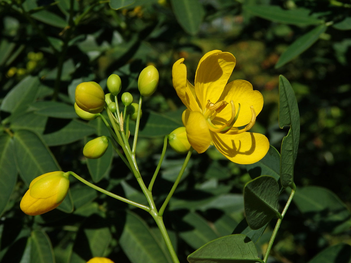 Senna spectabilis (DC.) Irwin & Barneby