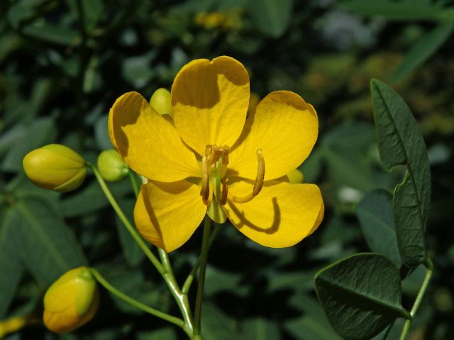 Senna spectabilis (DC.) Irwin & Barneby