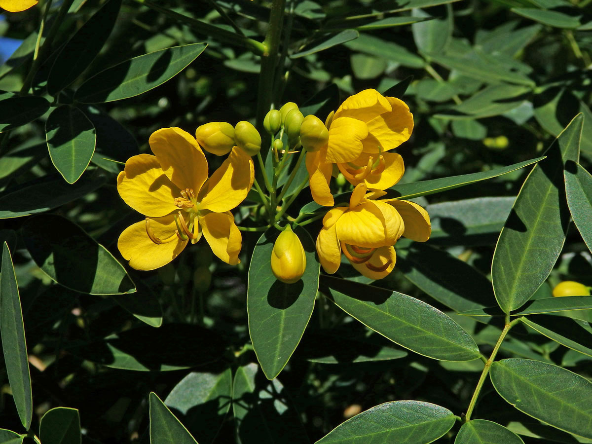 Senna spectabilis (DC.) Irwin & Barneby