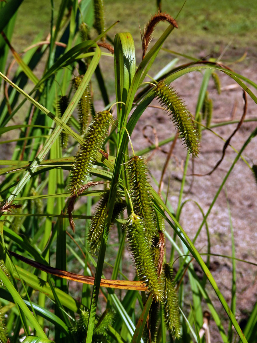 Ostřice nedošáchor (Carex pseudocyperus L.)