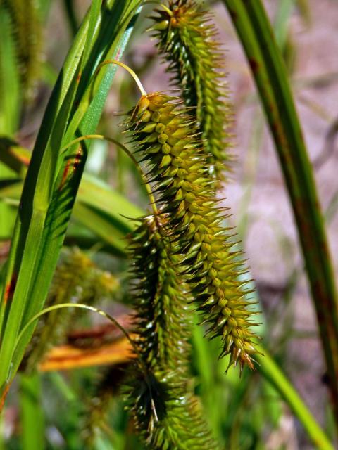 Ostřice nedošáchor (Carex pseudocyperus L.)