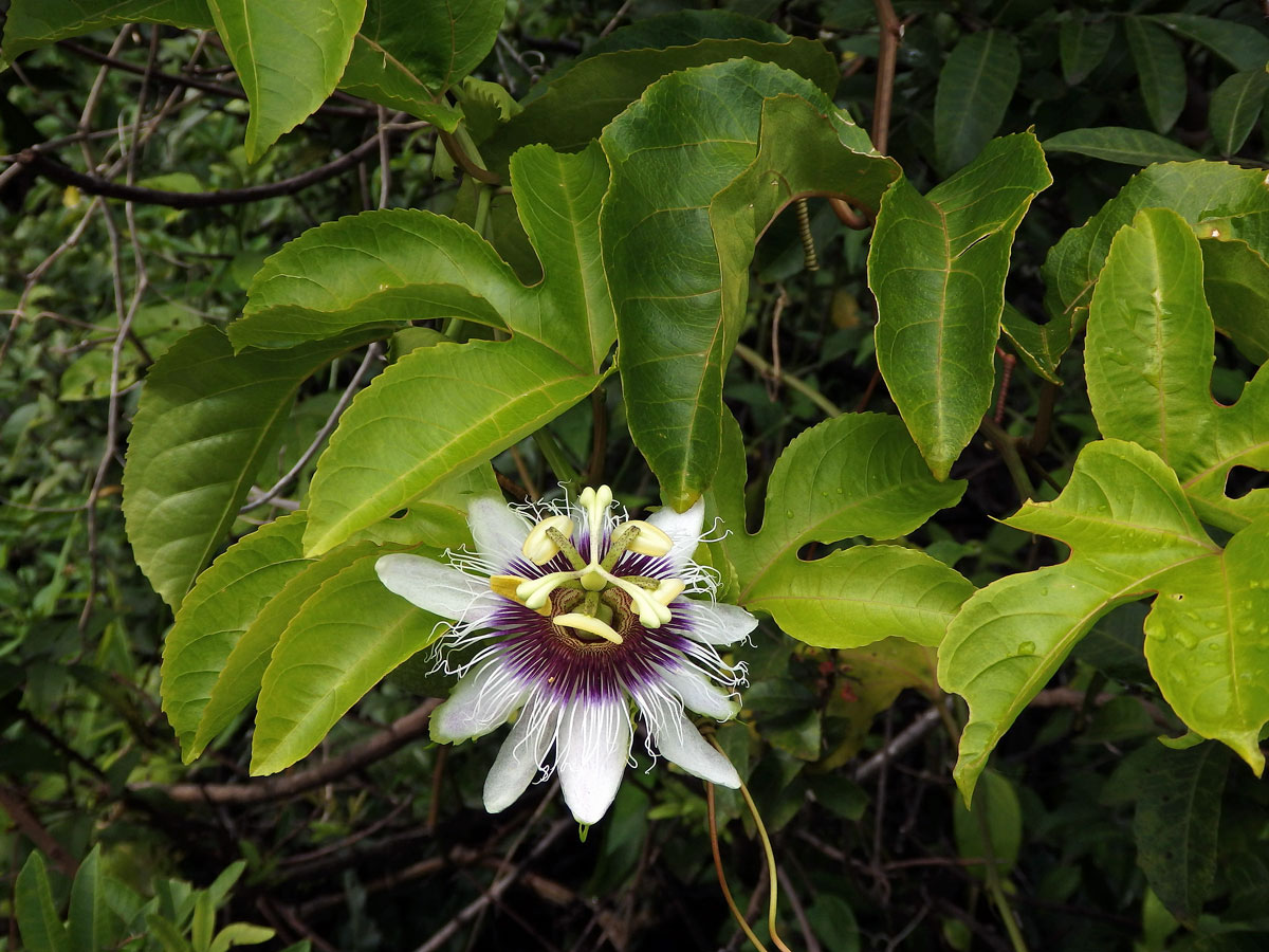 Mučenka purpurová (Passiflora edulis Sims var. flavicarpa)