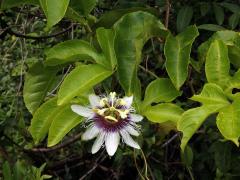 Mučenka purpurová (Passiflora edulis Sims var. flavicarpa)   