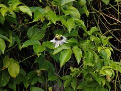 Mučenka purpurová (Passiflora edulis Sims var. flavicarpa)