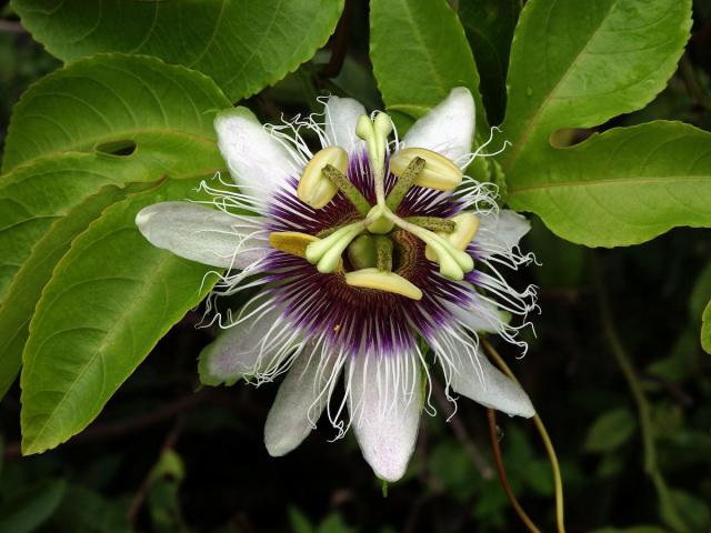 Mučenka purpurová (Passiflora edulis Sims var. flavicarpa)