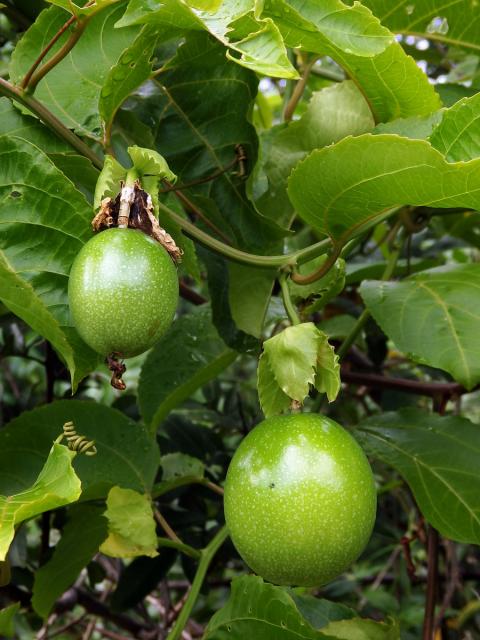 Mučenka purpurová (Passiflora edulis Sims var. flavicarpa)