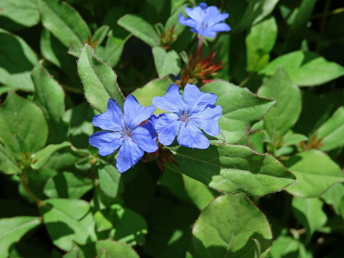 Rohovec olověncovitý (Ceratostigma plumbaginoides Bunge)