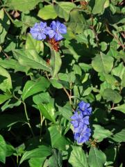 Rohovec olověncovitý (Ceratostigma plumbaginoides Bunge)