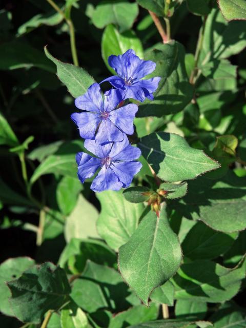 Rohovec olověncovitý (Ceratostigma plumbaginoides Bunge)