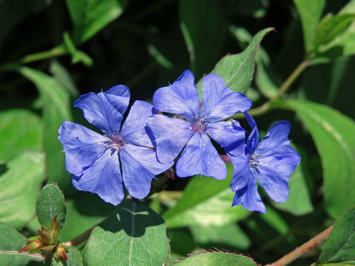 Rohovec olověncovitý (Ceratostigma plumbaginoides Bunge)