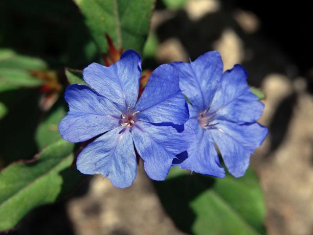 Rohovec olověncovitý (Ceratostigma plumbaginoides Bunge)