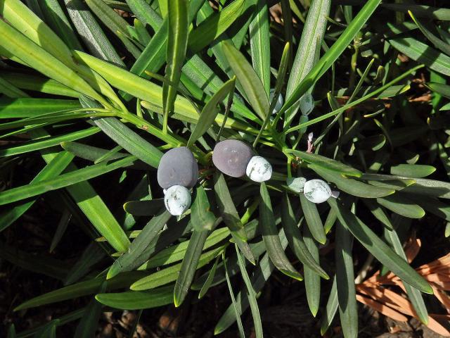 Podocarpus latifolius (Thunb.) R. Br. ex Mirb.