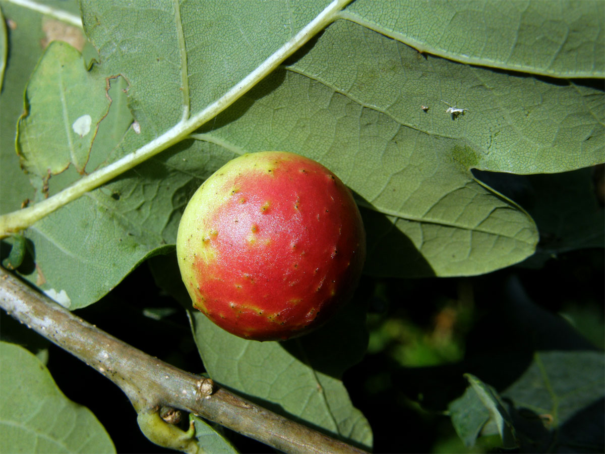 Hálky žlabatky dubové (Cynips quercusfolii)