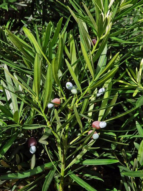 Podocarpus latifolius (Thunb.) R. Br. ex Mirb.