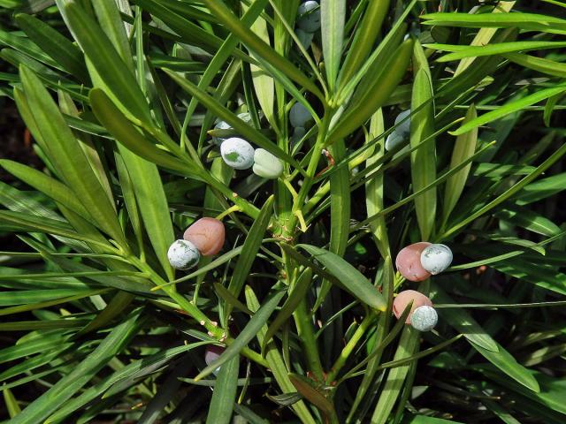 Podocarpus latifolius (Thunb.) R. Br. ex Mirb.