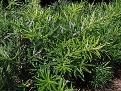 Podocarpus latifolius (Thunb.) R. Br. ex Mirb.