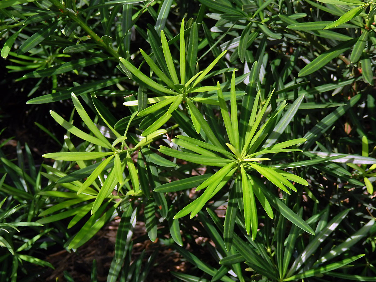 Podocarpus latifolius (Thunb.) R. Br. ex Mirb.