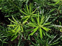 Podocarpus latifolius (Thunb.) R. Br. ex Mirb.