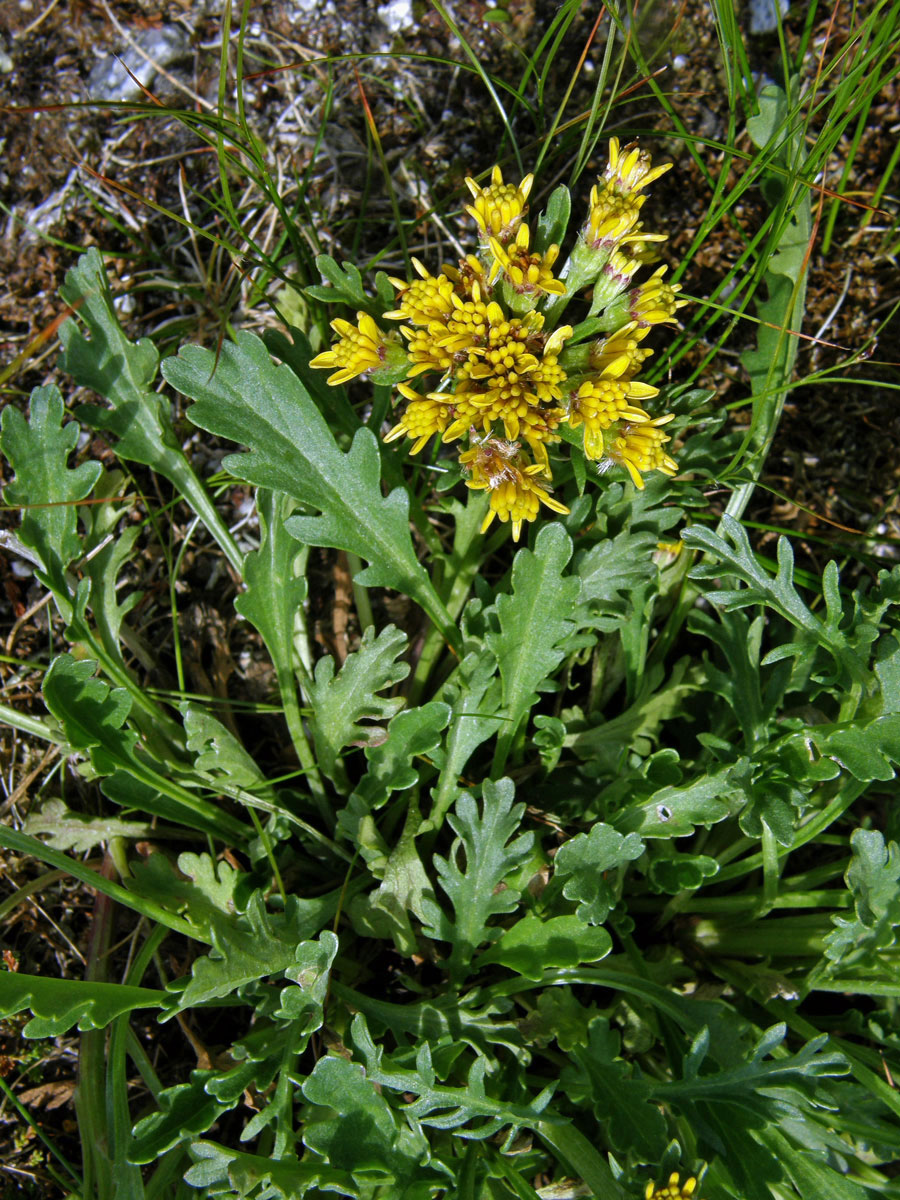 Starček šedý kraňský (Senecio incanus subsp. carniolicus (Willd.) Braun-Blanq.)