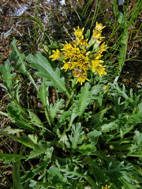 Starček šedý kraňský (Senecio incanus subsp. carniolicus (Willd.) Braun-Blanq.)