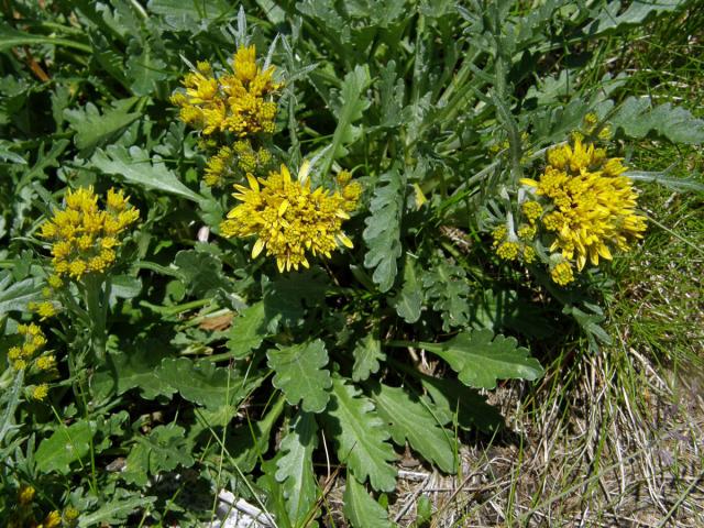 Starček šedý kraňský (Senecio incanus subsp. carniolicus (Willd.) Braun-Blanq.)