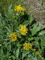 Starček šedý kraňský (Senecio incanus subsp. carniolicus (Willd.) Braun-Blanq.)