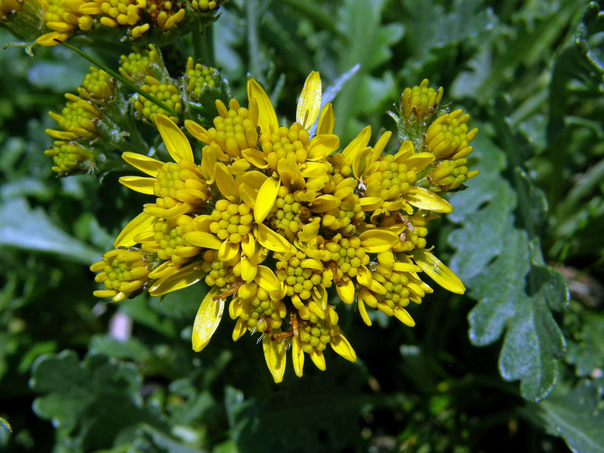 Starček šedý kraňský (Senecio incanus subsp. carniolicus (Willd.) Braun-Blanq.)