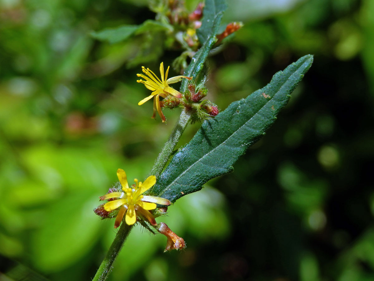 Triumfetta rhomboidea Jacq.