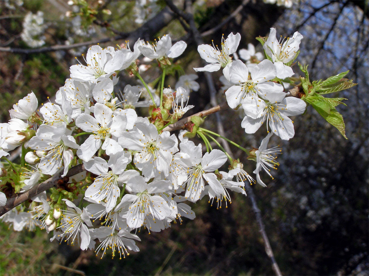 Třešeň ptačí (Prunus avium (L.) L.)